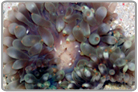 Orange Tip Bubble Anemone